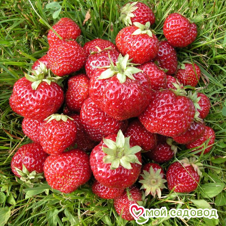 Клубника Мице Нова