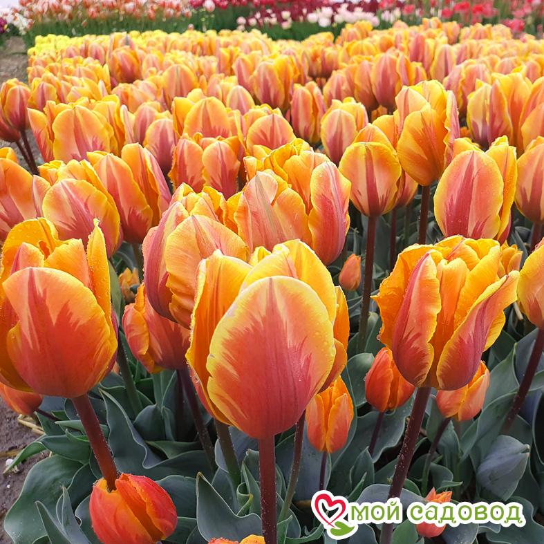 Тюльпан Триумф Принцесс Маргарет