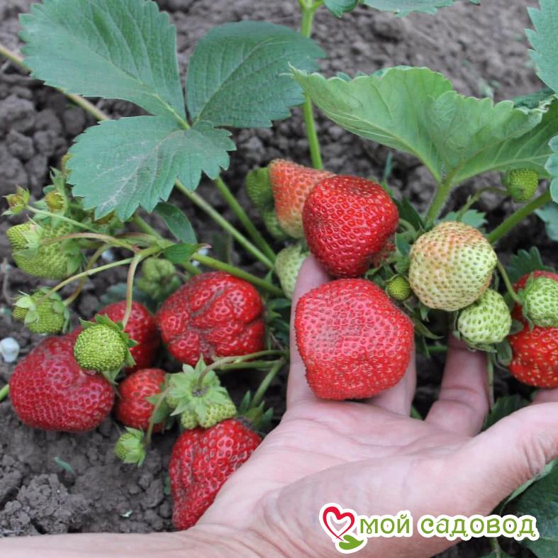 Земляника ремонтантная Королева Виктория