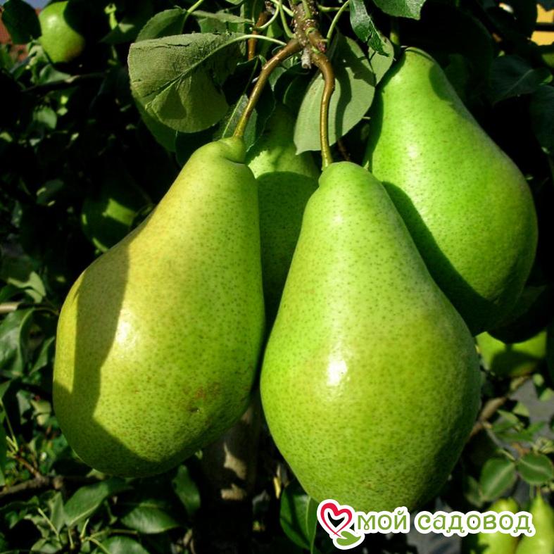 Груша Новогодняя