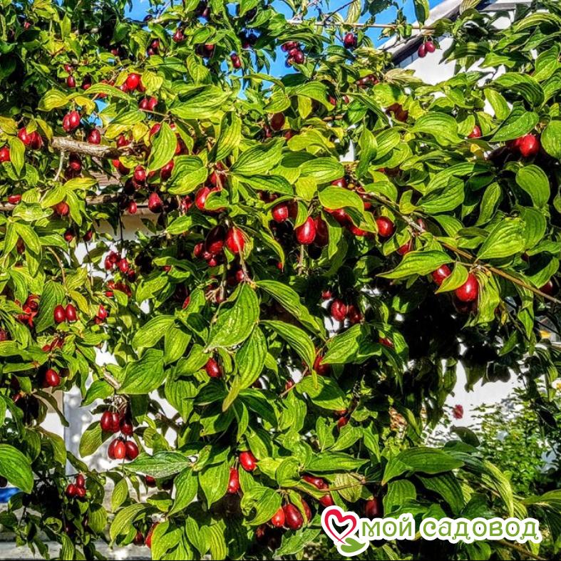 Кизил Владимирский