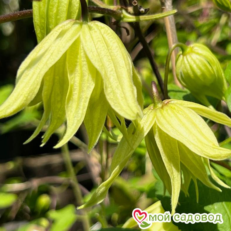 Клематис Голден Дрим