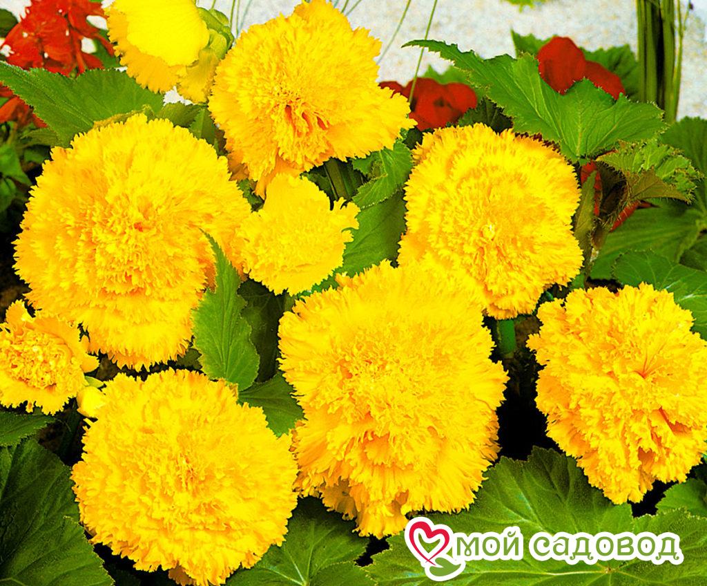 Бегония Бахромчатая Желтая