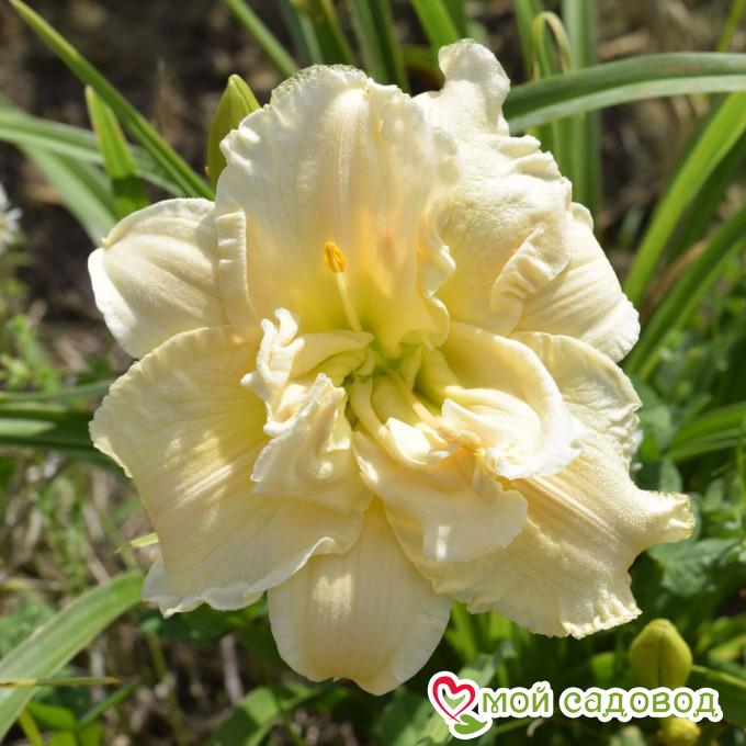 Лилейник Шникел Фритц