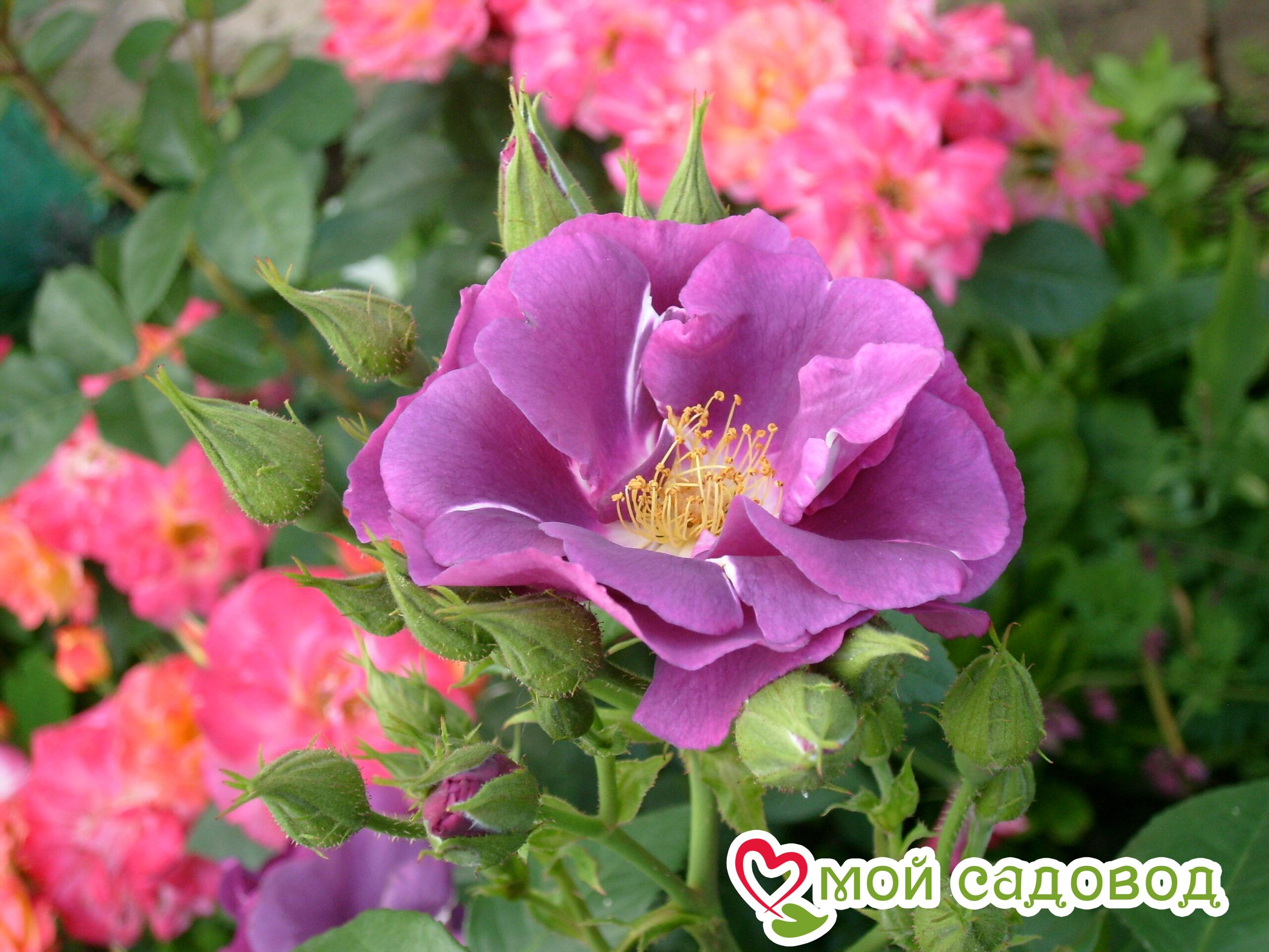 Роза парковая Рапсодия ин Блю