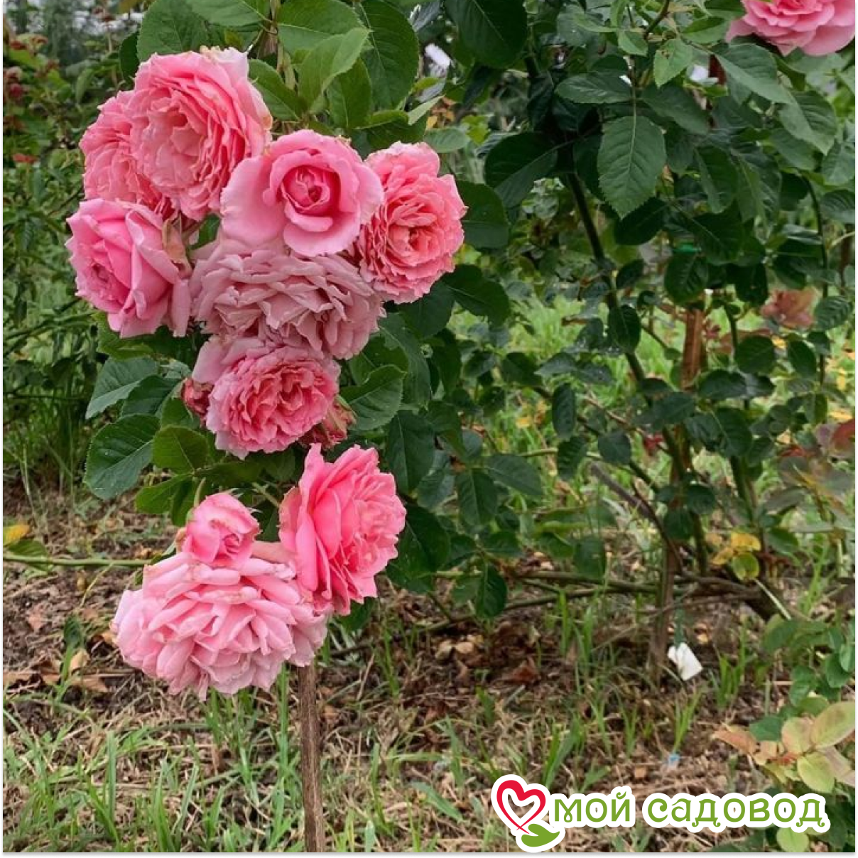 Роза плетистая Бьенвеню