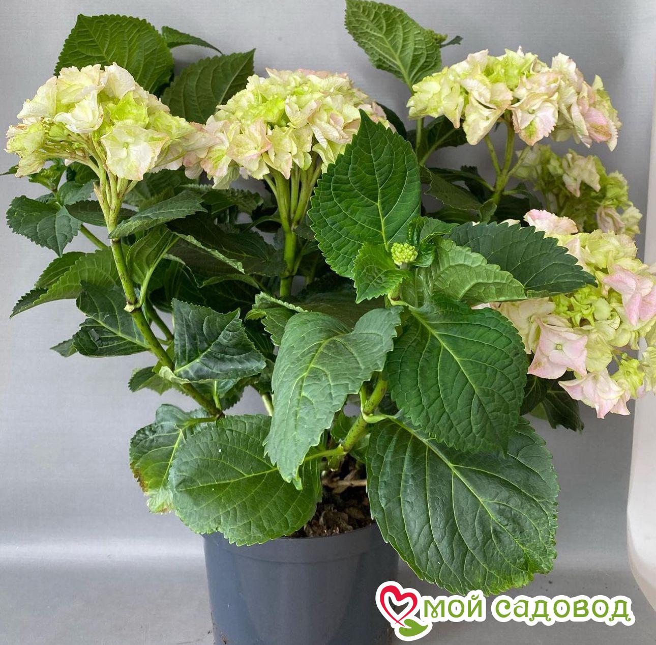 Гортензия крупнолистная Маунтин